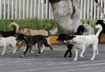 Detenido y sometido a la justicia acusado de envenenar perros en Villa Mella