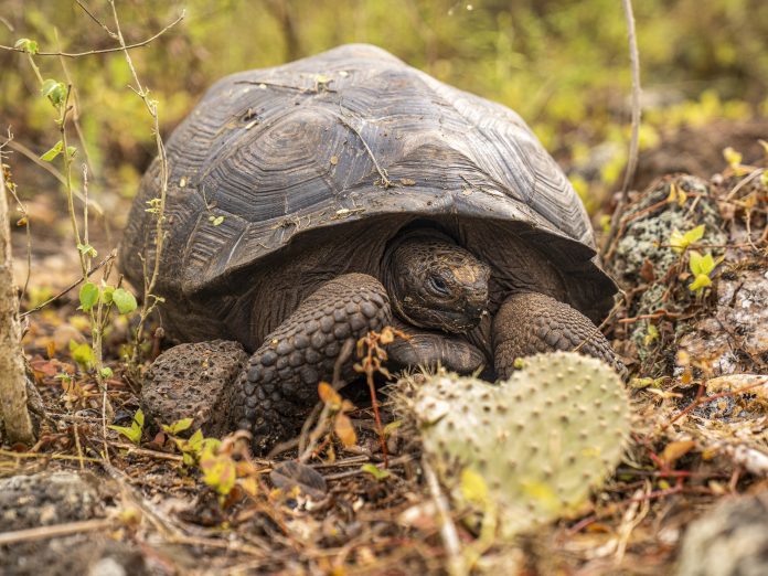 Tortugas gigantes vuelven a caminar en isla de las Galápagos por primera vez en 180 años