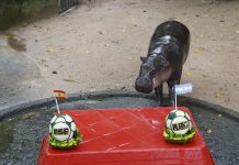 El hipopótamo viral tailandés Moo Deng predice la victoria de Argentina en el Mundial