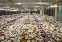 Sector avícola asegura abastecimiento nacional con alta producción de pollos y huevos