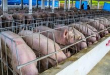 Porcicultores debatirán en Moca los desafíos sanitarios y productivos de ese sector