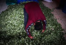 Bolivia busca un balance entre el uso tradicional de la hoja de coca y la lucha antidrogas